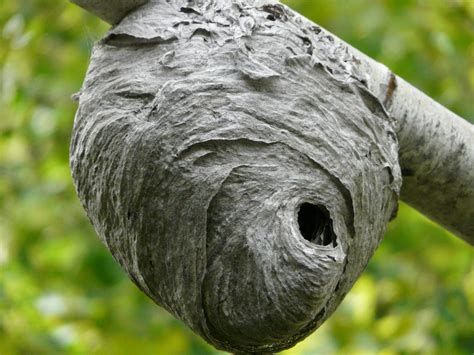 Wasp Nest Removal - ABC Humane Wildlife