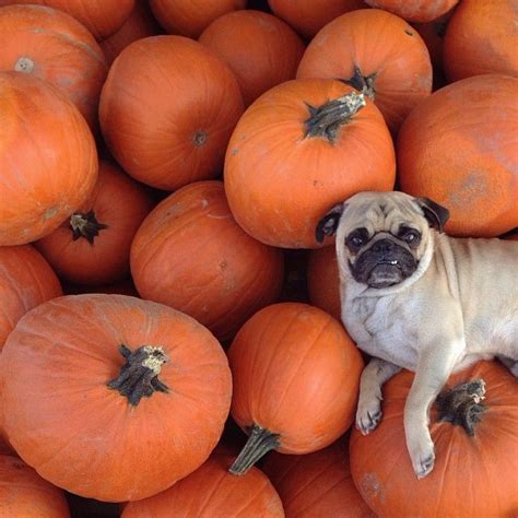 PUGKING PATCH | Pugs, Pugs and kisses, Cute pugs