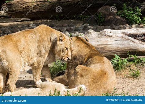 Lion Pride Rests after Hunting Stock Image - Image of mighty, mane: 99629991