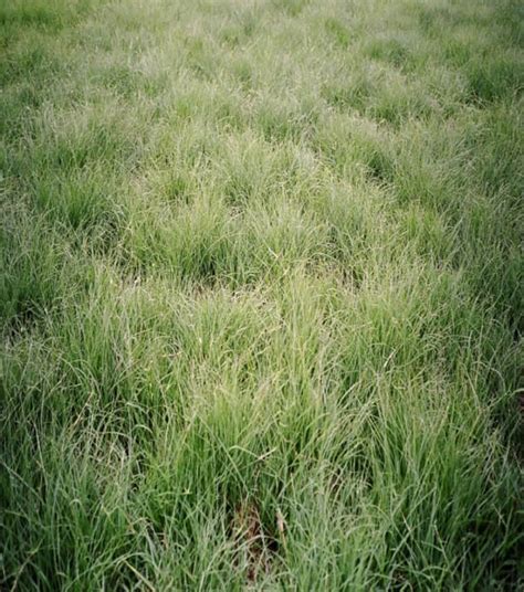 TEXOKA BUFFALOGRASS - Johnston Seed Company