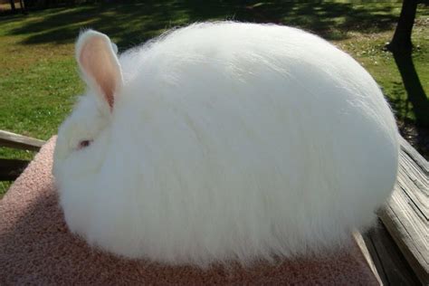 Giant Angora Rabbit Breed - Adopt a Rabbit | Angora rabbit, Rabbit species, Rabbit breeds