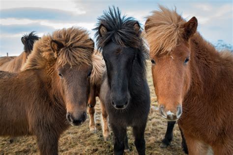 - Iceland 24 - Iceland Travel and Info Guide : Noble and Beautiful Icelandic Horses