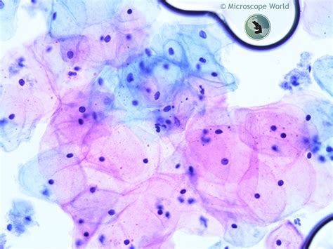 Pap Smear View