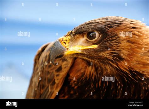 brown hawk eagle big bird nature animal Stock Photo - Alamy