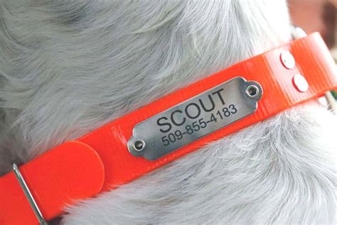 Nameplate Dog Collars – GoTags