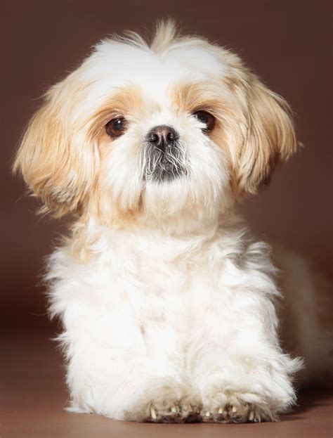 Shih Tzu Names - Adorable To Awesome Ideas For Naming Your Puppy