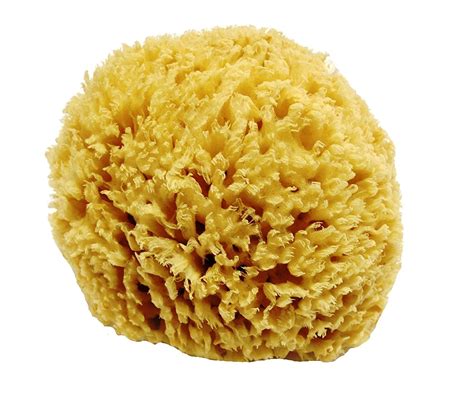 Best Sea Sponge For Bathing To Healthily Clean Your Skin – GreenProduct.org