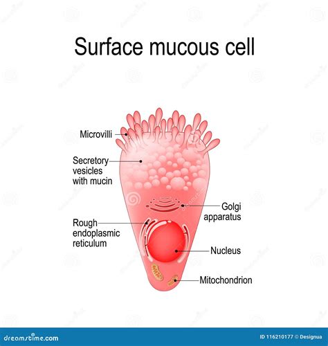 Surface mucous cell stock vector. Illustration of bronchiole - 116210177