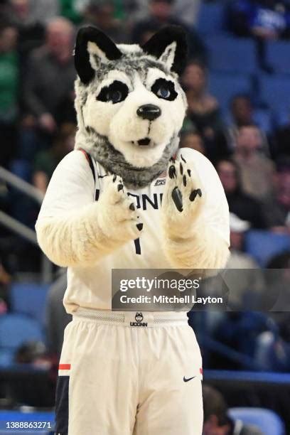 Connecticut Huskies Mascot Photos and Premium High Res Pictures - Getty ...