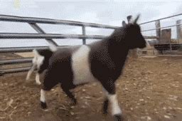 Fainting Goats GIFs. 30 Funny Animated Images Free To Use