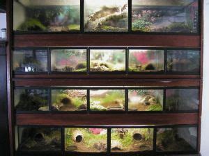 Tarantula Habitat: 20+ Awesome Tarantula Enclosures To Inspire You (IMAGES) - Tarantula Heaven