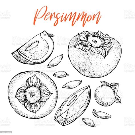 Persimmon Vector Drawing Set Isolated Hand Drawn Object With Persimmon ...