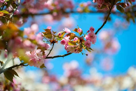 Sakura, Cherry Blossom, Cherry Tree with Flowers. Oriental Cherry ...