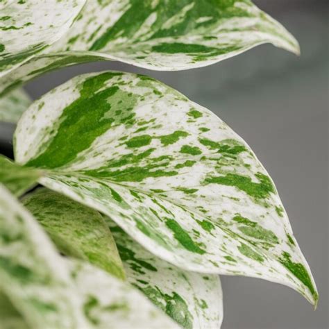 Top 5 Affordable Variegated Houseplants - Teak And Terracotta