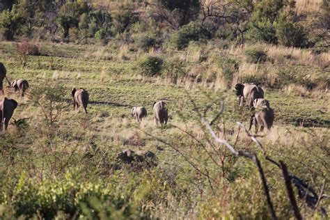 Where you go I go..: Pilanesberg National Park