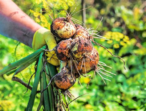 How and When to Harvest Onions - Backyard Boss