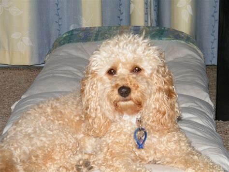 Sit back and relax ♥♥♥ Oh so cute lil one! Cadoodle, MyOodle, Dog ...