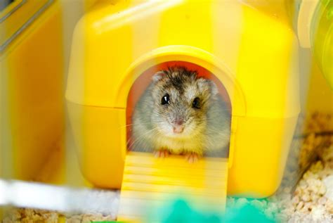 The Best Hamster Hideouts - Dogtime
