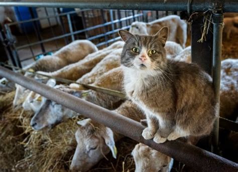 How to Best Care for Barn Cats | PetMD