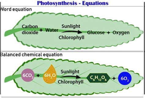 SOLVED: Photosynthesis Equations: Nord equation Carbon dioxide Sunlight ...