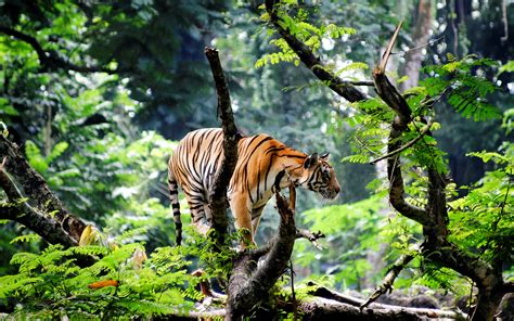 Bengal Tiger in Jungle Wallpapers | HD Wallpapers | ID #15726