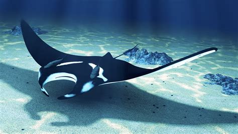 Manta Ray wallpapers, Animal, HQ Manta Ray pictures | 4K Wallpapers 2019