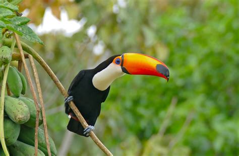 Toco Toucan | Birds Wiki | Fandom