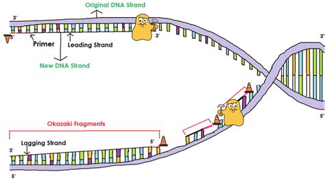 Okazaki Fragments - DNA Replication