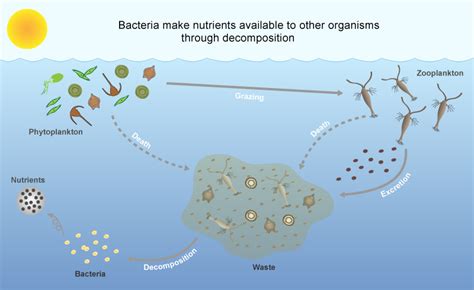 Marine Bacteria - Learn about - Teach Ocean Science