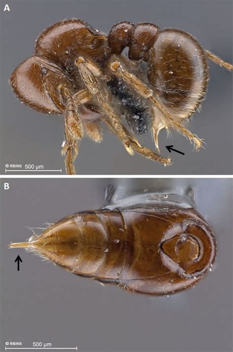 42 best Ant Anatomy images on Pinterest | Ant, Ants and Anatomy