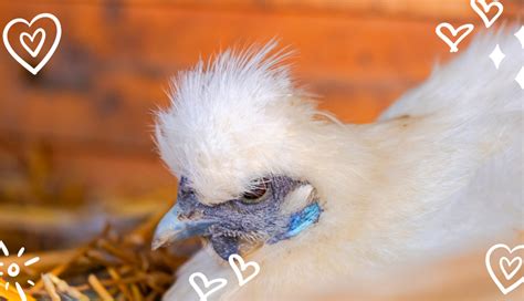 A Complete Guide to Silkie Chicken Eggs | Silkie Chicken Experts