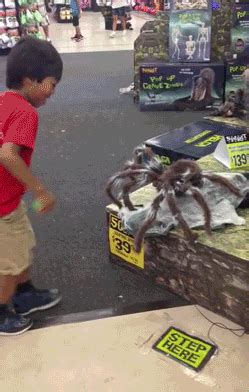 Scary Spider GIFs on Giphy