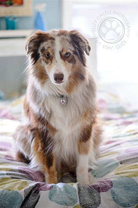 As 25 melhores ideias de Red merle australian shepherd no Pinterest | Pastores australianos ...