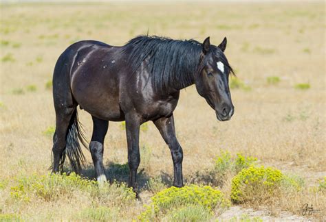 Wild Horse Photography – July 27 Onaqui Herd | Photography of Wild ...