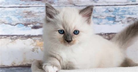 Ragdoll tabby mix Personality, Size, Adoption, Lifespan, Price