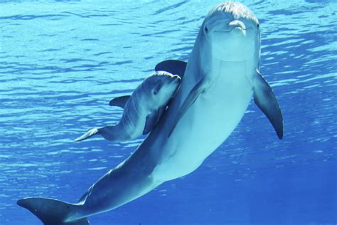 Baby dolphin makes a big splash in Las Vegas – Video | Las Vegas Review ...