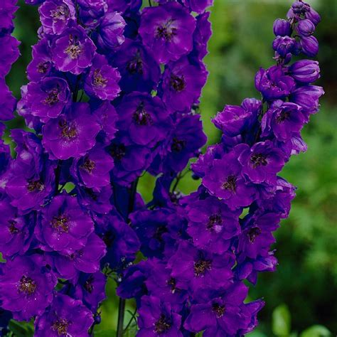 delphinium black knight | Caragh Nurseries