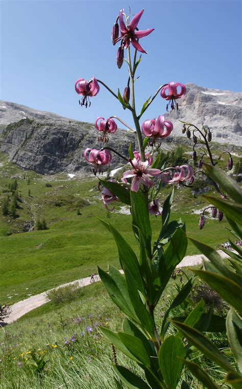 Martagon Lily | Martagon lily, Alpine flowers, Martagon