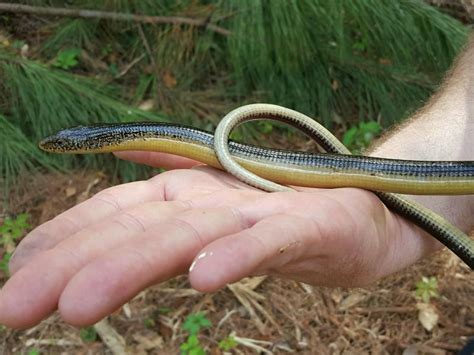 Eastern Glass Lizard | Outdoor Alabama