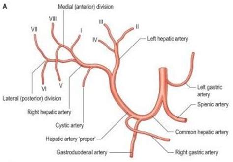 Right Hepatic Artery Anatomy