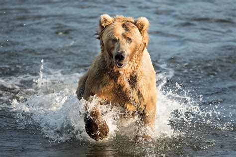 Definitive Guide To Kodiak Bear Facts, Habitat, Conservation Status, Zoo Populations, Pictures ...