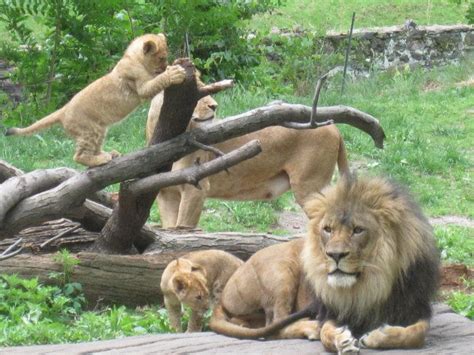 Bronx Zoo Lion Cubs by DamagedHomewrecker on DeviantArt