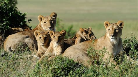 Big 5 - Wildlife of Africa - Attractions - Shadows Of Africa