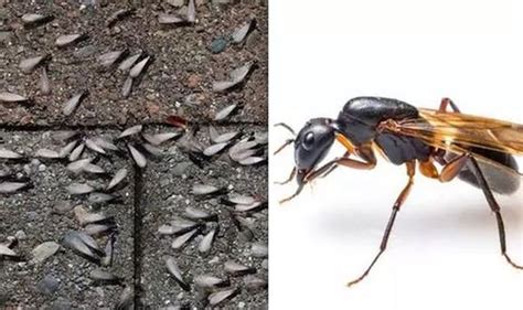 Flying ant day: How to get rid of flying ants in the house? | Express.co.uk