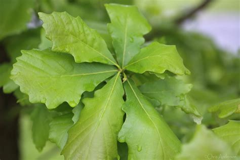 Tree of the Month - Quercus bicolor, Swamp White Oak