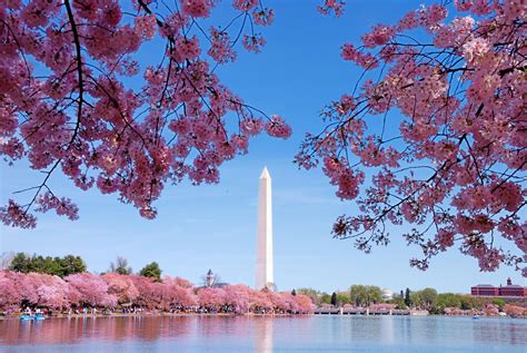 Cherry Blossoms In Washington Dc 2024 - Pris Oriana