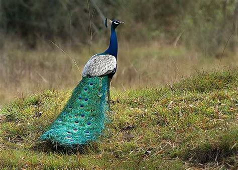 Poem On Our National Bird Peacock