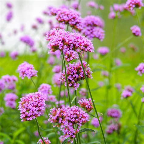 Verbena Seeds - Purple Top | Flower Seeds in Packets & Bulk | Eden Brothers