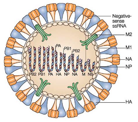 Influenza Virus - Infectious Diseases - Research Area