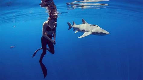 Shark Diving Trips | Daily Cage & Freedive adventures with Florida Sharks!